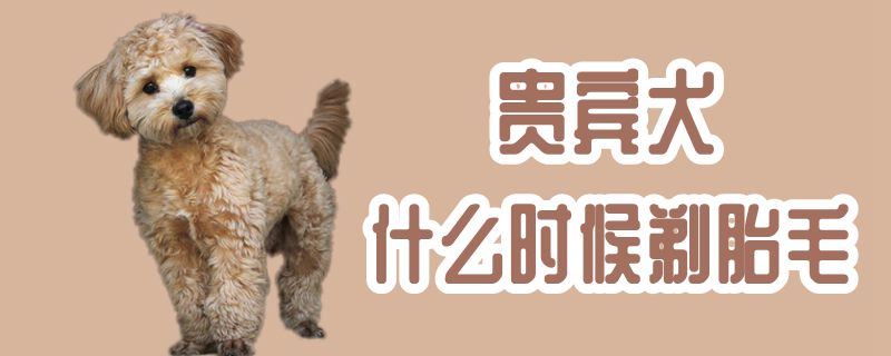 贵宾犬什么时候剃胎毛