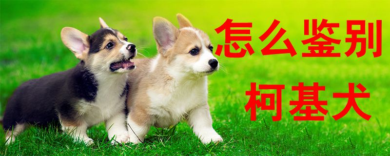 怎么鉴别柯基犬