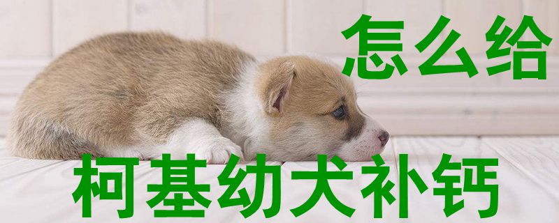 怎么给柯基幼犬补钙