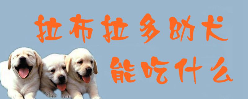 拉布拉多幼犬能吃什么