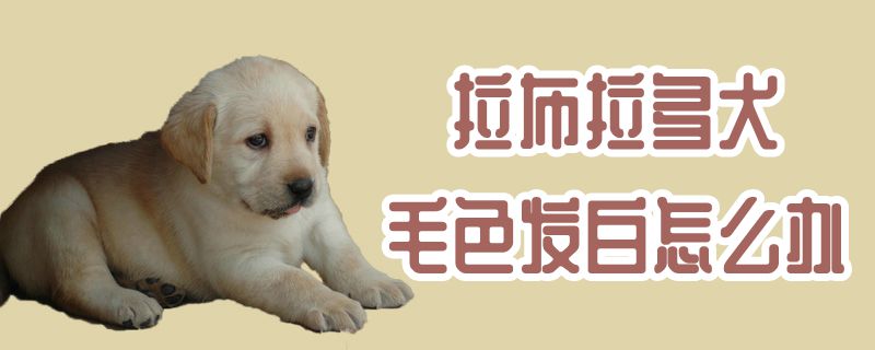 拉布拉多犬毛色发白怎么办