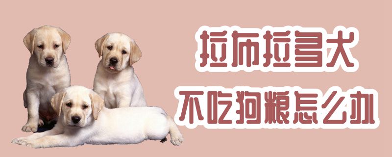 拉布拉多犬不吃狗粮怎么办