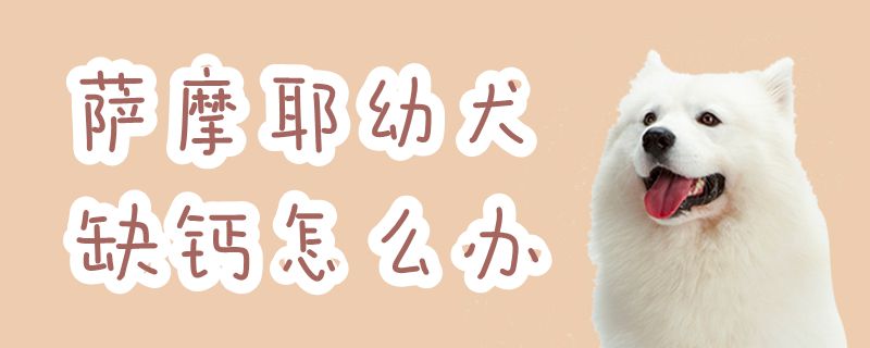 萨摩耶幼犬缺钙怎么办