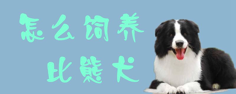 怎么饲养比熊犬