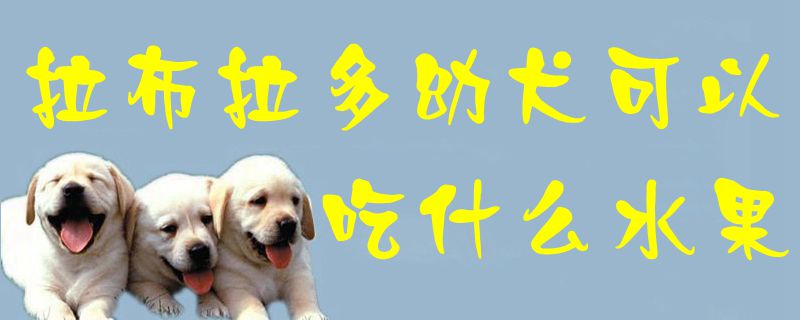 拉布拉多幼犬可以吃什么水果