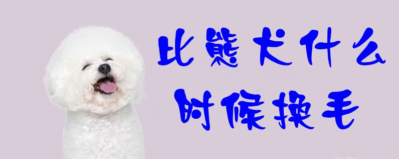 比熊犬什么时候换毛