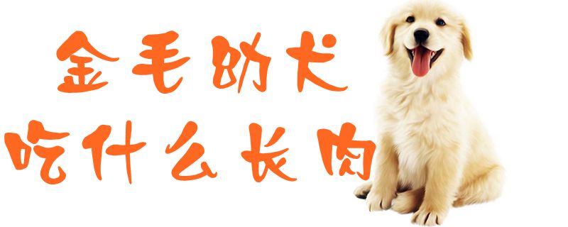 金毛幼犬吃什么长肉