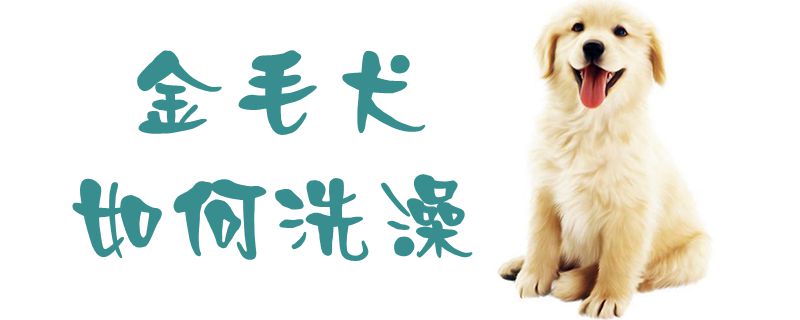 金毛犬如何洗澡