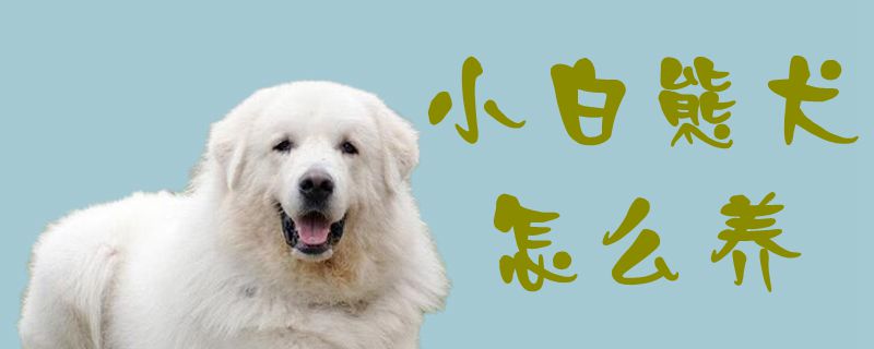 小白熊犬怎么养