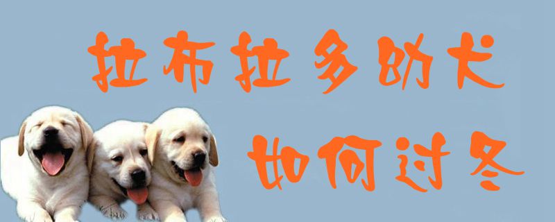 拉布拉多幼犬如何过冬