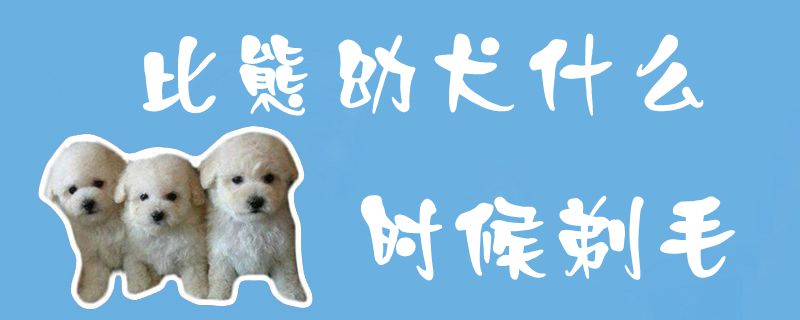 比熊幼犬什么时候剃毛