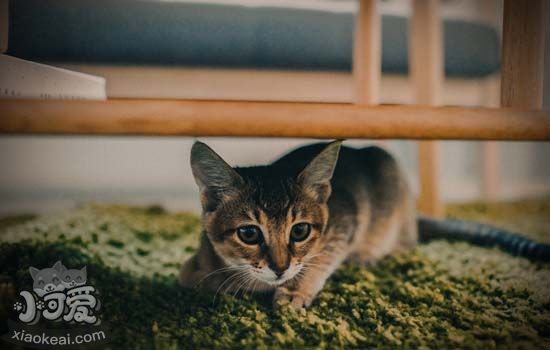 夏天如何预防猫皮肤病 这三点你一定要知道