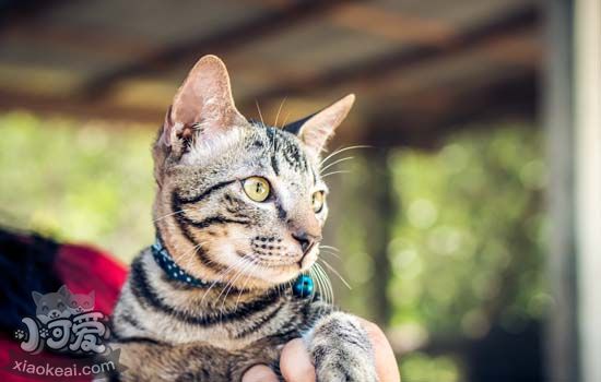 逗猫棒对猫咪有什么坏处 如何使用逗猫棒