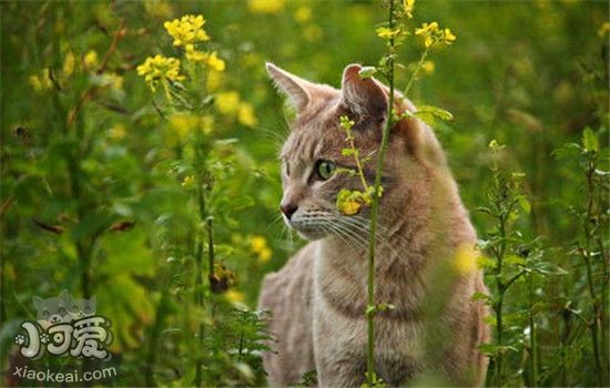 猫咪为什么会吃草 什么植物猫咪不能吃