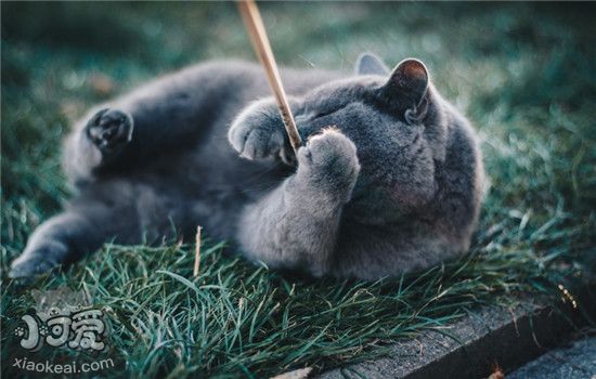 猫咪食欲不振是怎么回事 猫咪食欲不振的原因有哪些