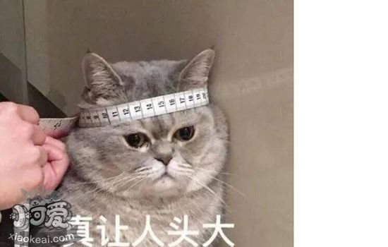 猫绝育后注意事项 科学护理加速恢复