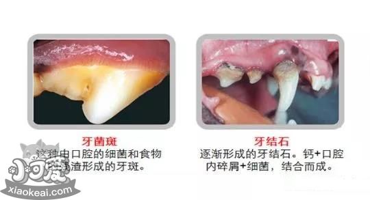 狗狗不刷牙会怎么样 你还没有意识到问题的严重性吗