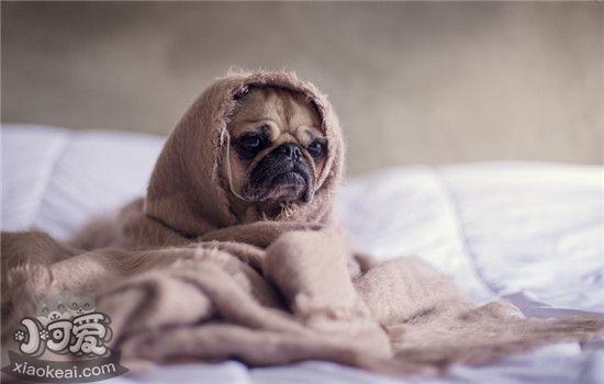 狗狗胆子小怎么回事 什么原因造成狗狗胆子小