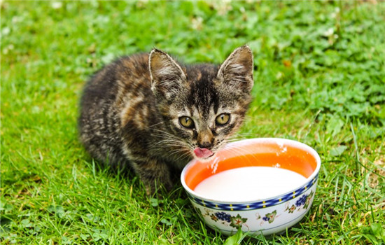 猫咪不爱喝水会怎么样 猫咪不喜欢喝水该怎么办