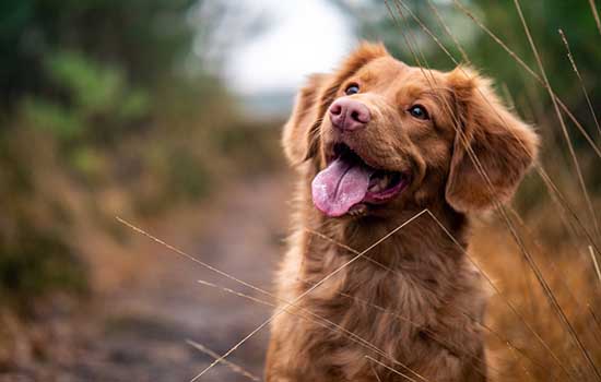 金毛犬能吃什么不能吃什么 避开这些隐藏在身边的毒药