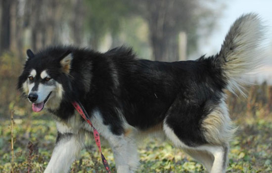 杜高犬拉稀该怎么办 狗狗拉稀怎么治疗