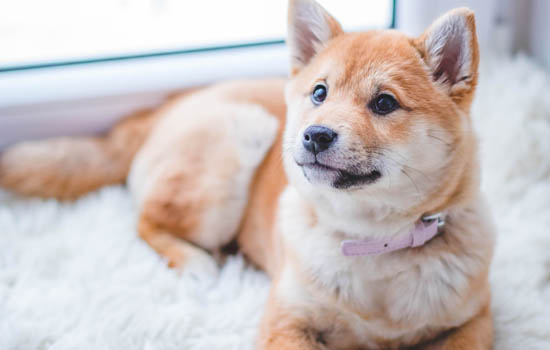 秋田犬的青光眼和皮肤病该怎么办 狗狗青光眼症状