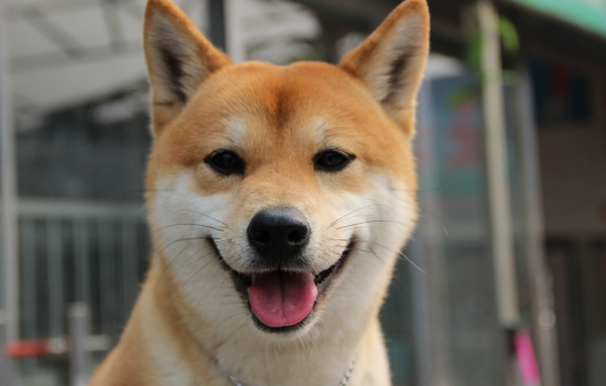 幼犬饮食注意事项 幼犬饮食这些是你必须要注意的！