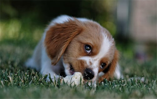 狗狗换牙要几个月 狗狗的乳牙和犬齿有什么区别