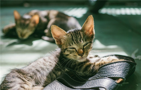 猫可以吃生鸡蛋吗 猫咪一天可以吃多少鸡蛋