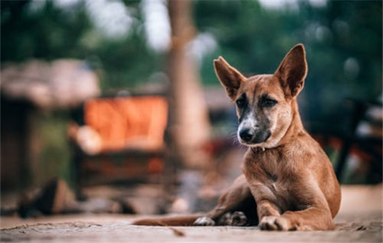 公犬绝育有哪些好处 这四大好处你知道吗