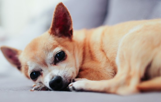 狗狗通常什么时候发情 母犬发情的症状