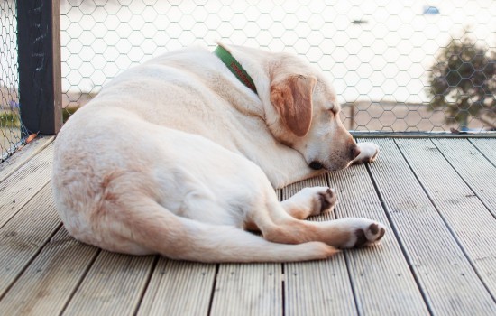 母犬发情有什么行为特点 狗狗不一定会流血哦