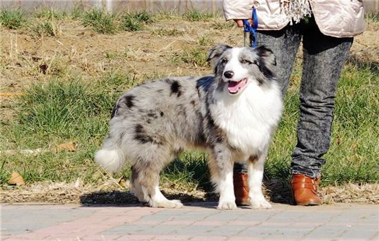 家里有狗可以买扫地机器人吗 家庭的新宠儿之扫地机器人