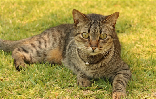 猫不吃药怎么办 怎么给猫喂药比较好