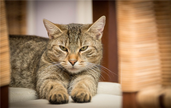 猫咪可以吃生鸡蛋吗