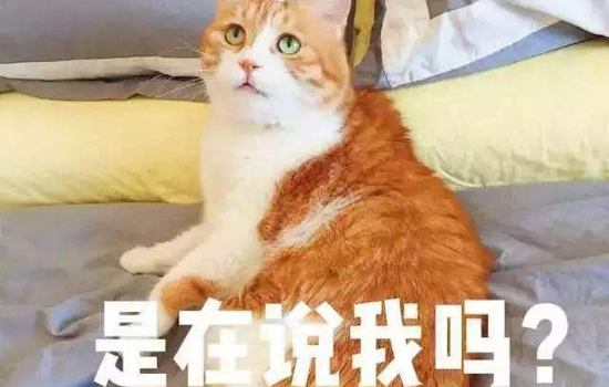 养橘猫注意事项 十只橘猫九只渣是有原因的