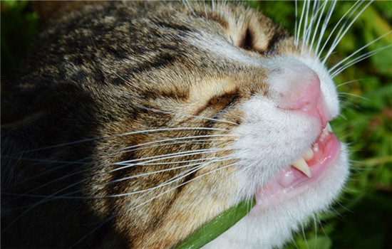 猫咪异食癖怎么治 猫咪有异食癖要及时制止