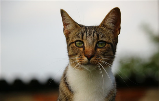 猫咪吃冻干的坏处 猫冻干是什么你知道吗