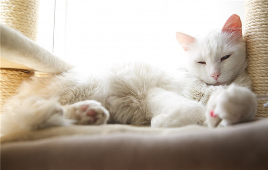 猫不喜欢喝水 怎么才能增加猫咪的饮水量