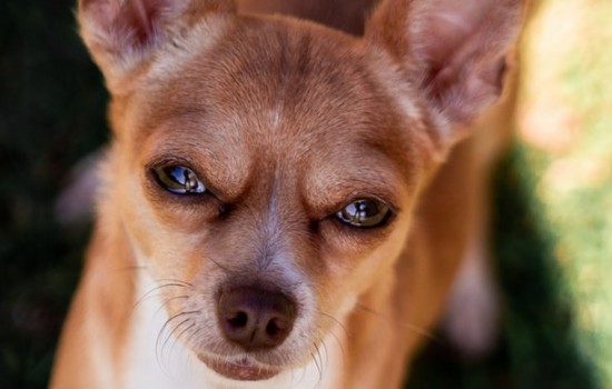 老年犬容易患的疾病 这三类病不可忽视