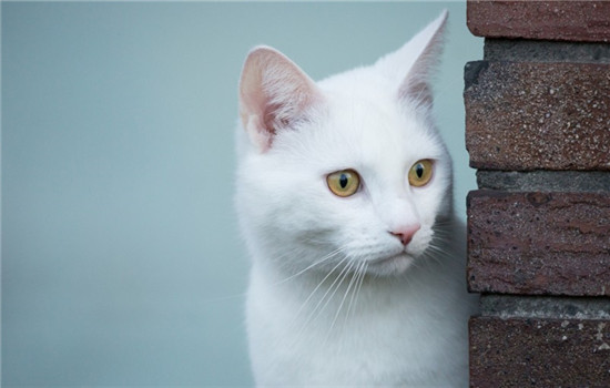 猫不爱喝水该怎么办 如何增加猫咪的饮水量