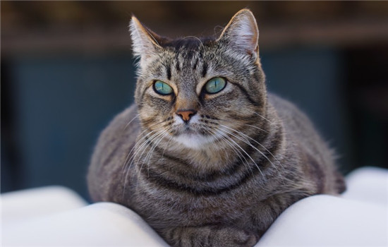 猫可以吃蓝莓吗 最好给猫咪吃新鲜的蓝莓