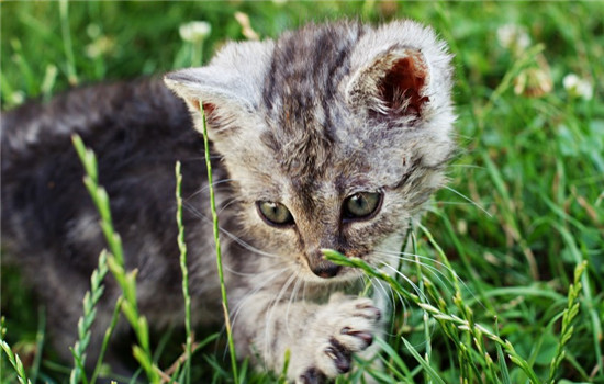 猫可以吃杨梅吗 猫咪吃杨梅会怎么样