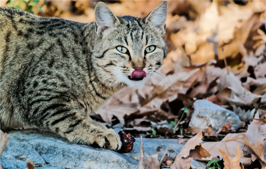 猫体外驱虫后老是挠 是虫子没有驱干净吗