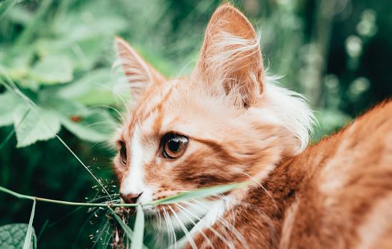 猫指甲开裂空隙发黑 要注意保护猫咪的指甲呀