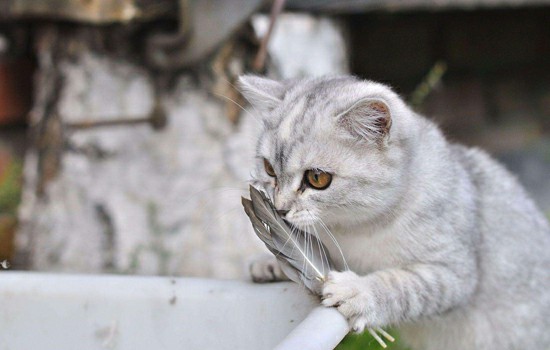 猫条是什么东西 猫咪零食小介绍