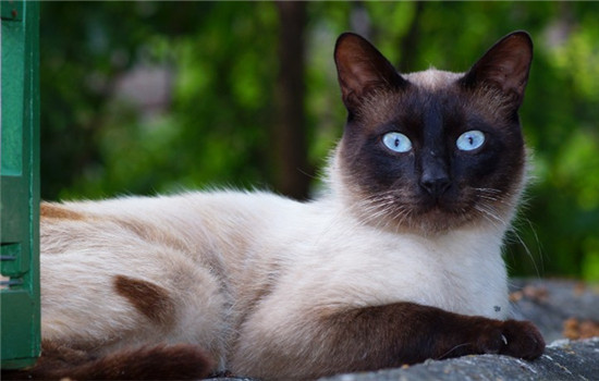 猫粮和狗粮有啥区别 猫可以吃狗粮吗