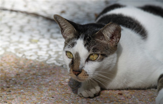 猫得了肠胃炎该怎么办 日常的调养和护理很重要