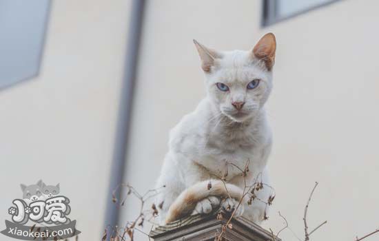 猫叫春是什么季节 猫叫春一般是在什么季节