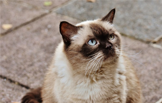 什么情况不适合给猫剃毛 这三种情况最好别给猫剃毛